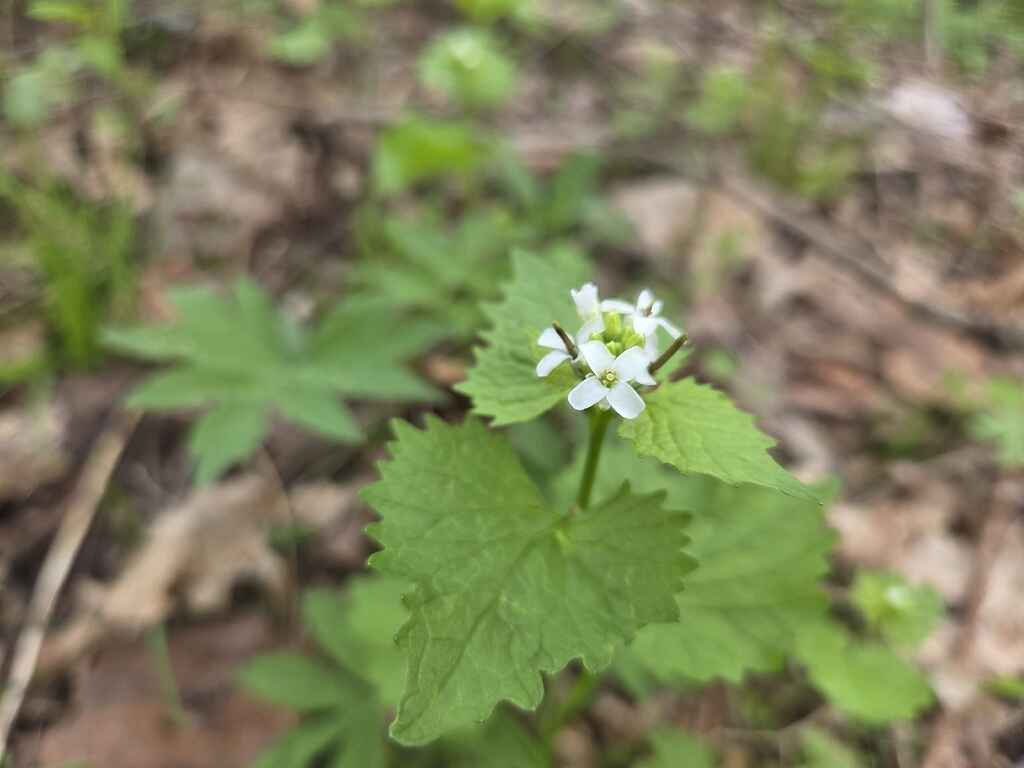 Science Stroll: Foraging in Forests image