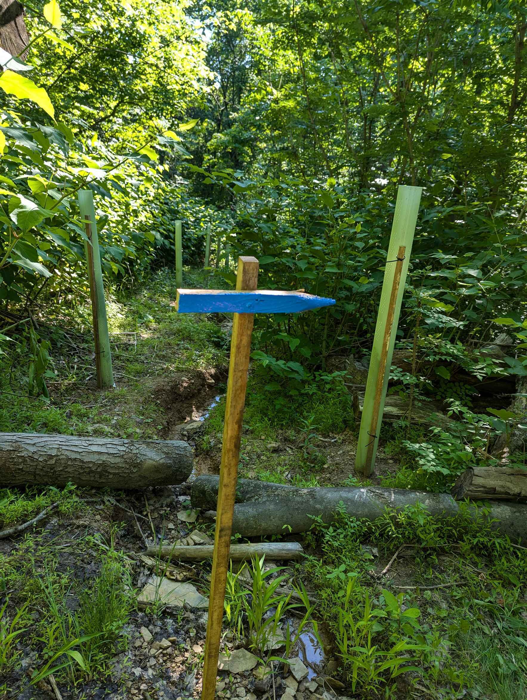 Girty's Woods- Trail Blazing image