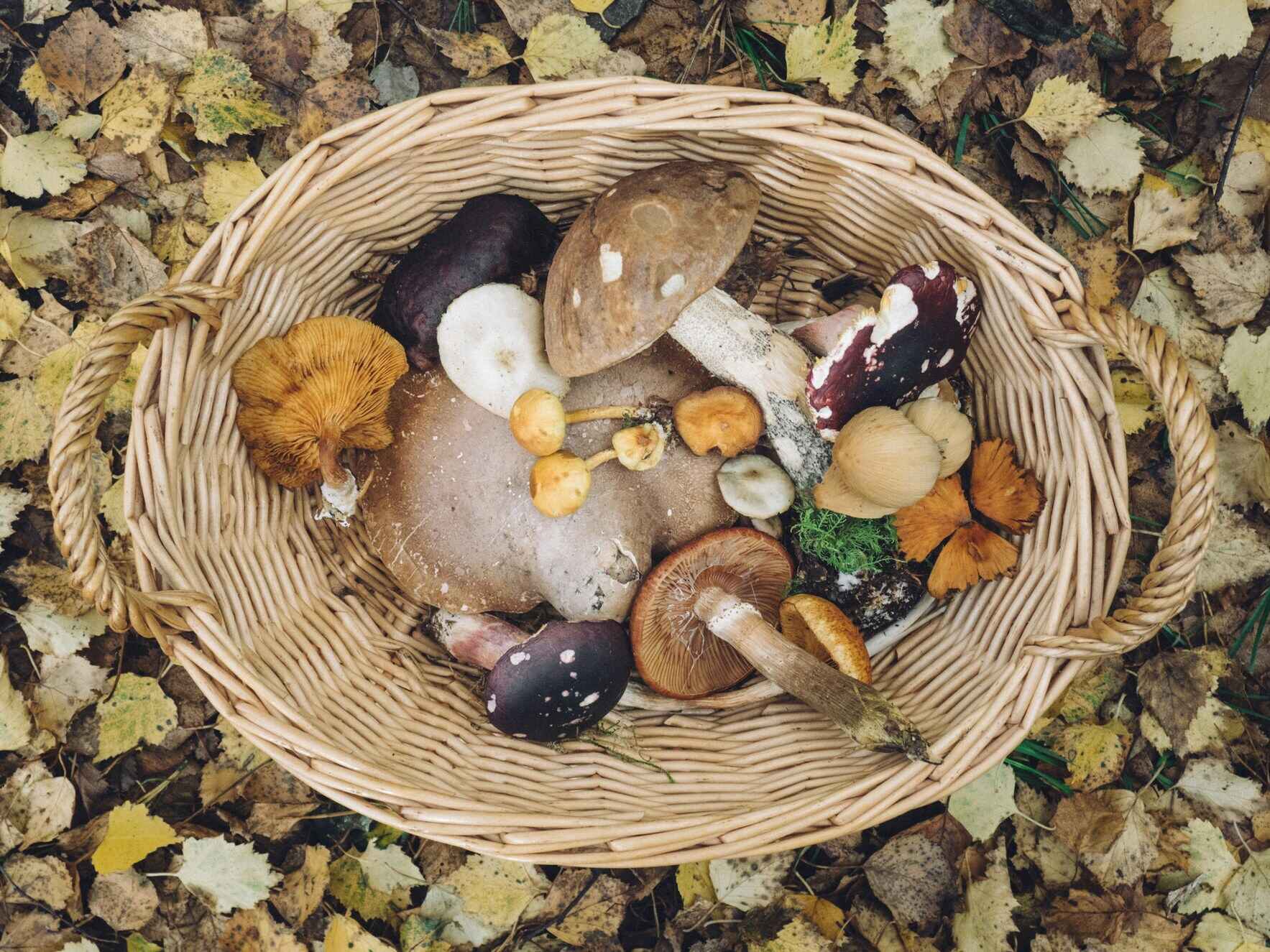 Foraging for Mushrooms in the Forest, with Yael Bernhard image