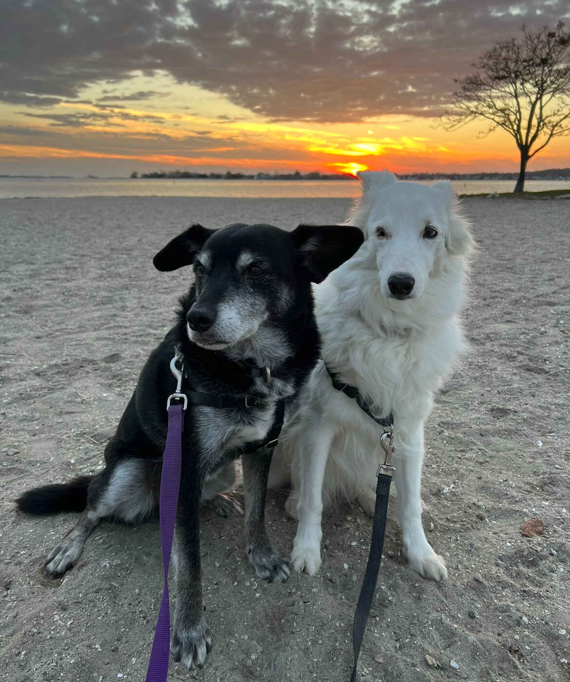 Why It's Better to Know... if something's going on with your older dog or cat! image