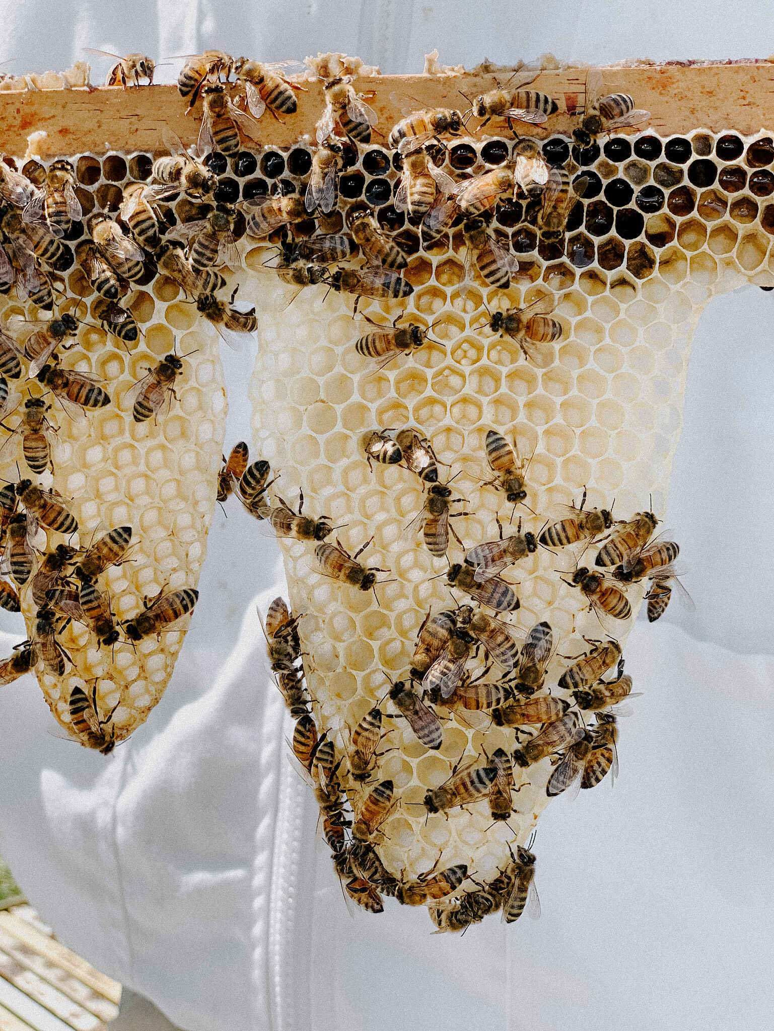 2026 Honey Harvest Celebration image