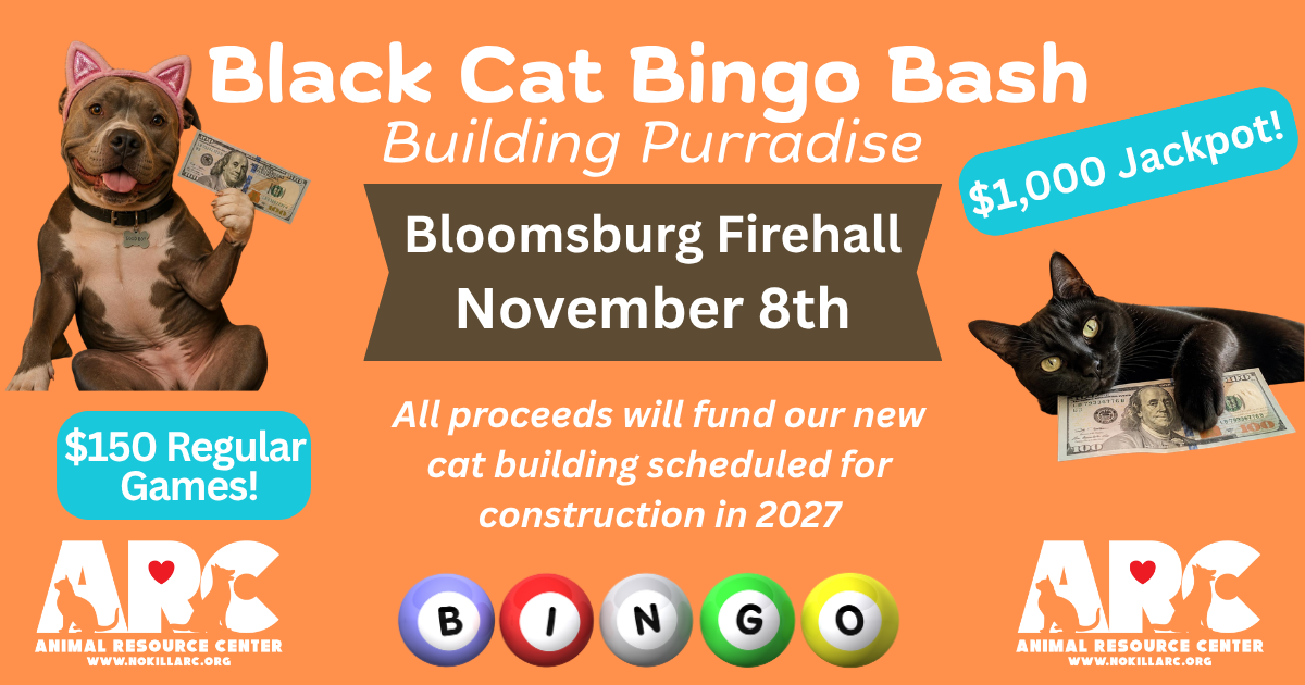Black Cat Bingo Bash: Building Purradise image