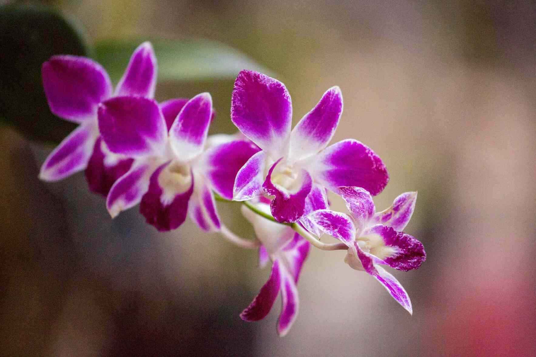 Wonderful World of Orchids image