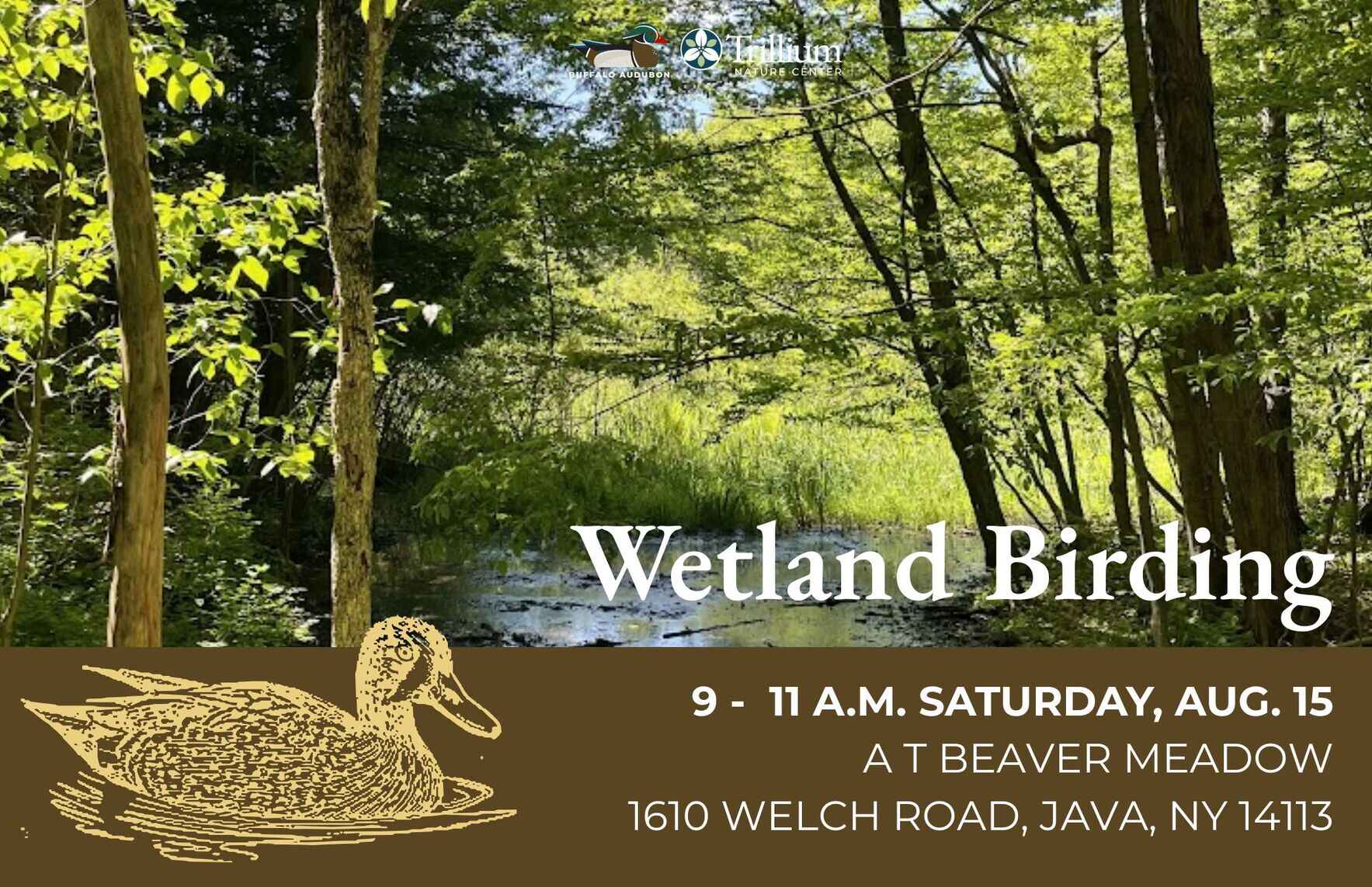 Wetland Birding - Beaver Meadow Nature Preserve image