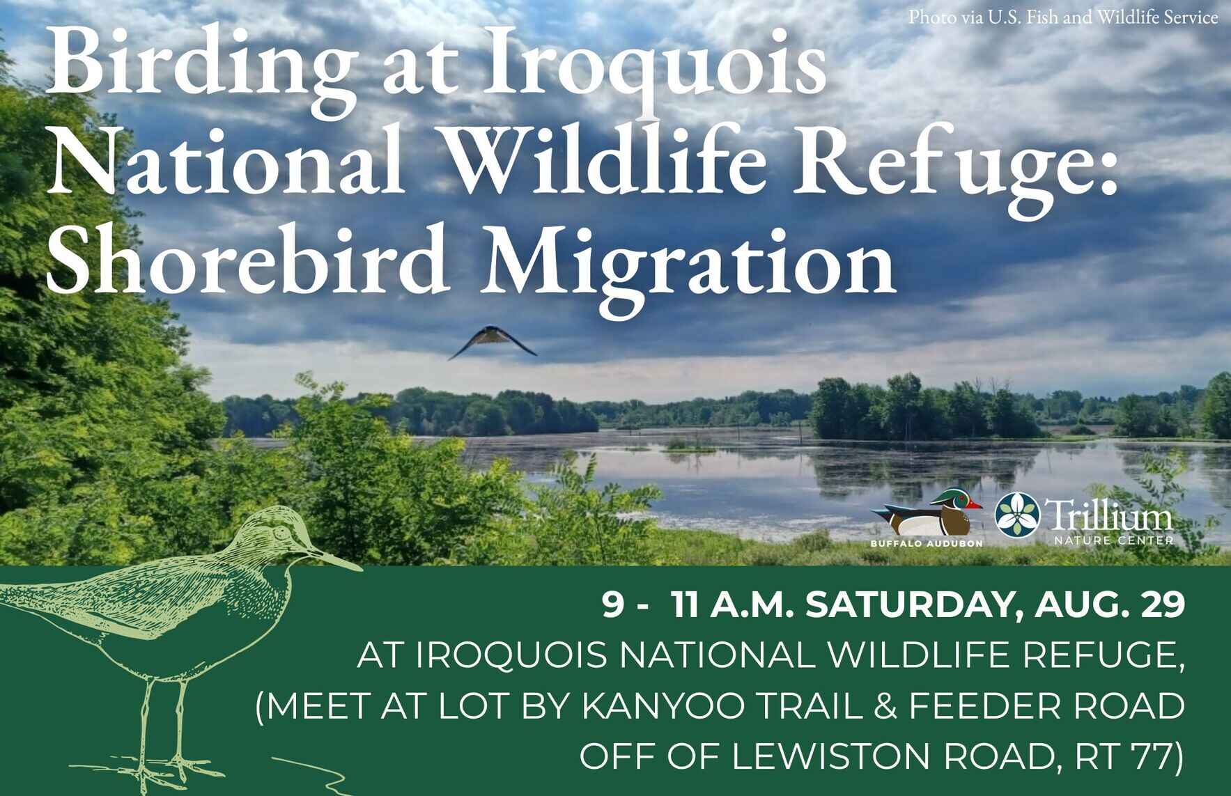 Birding at Iroquois National Wildlife Refuge - Shorebird Migration image