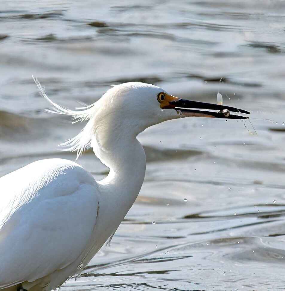 September Bird Walk image