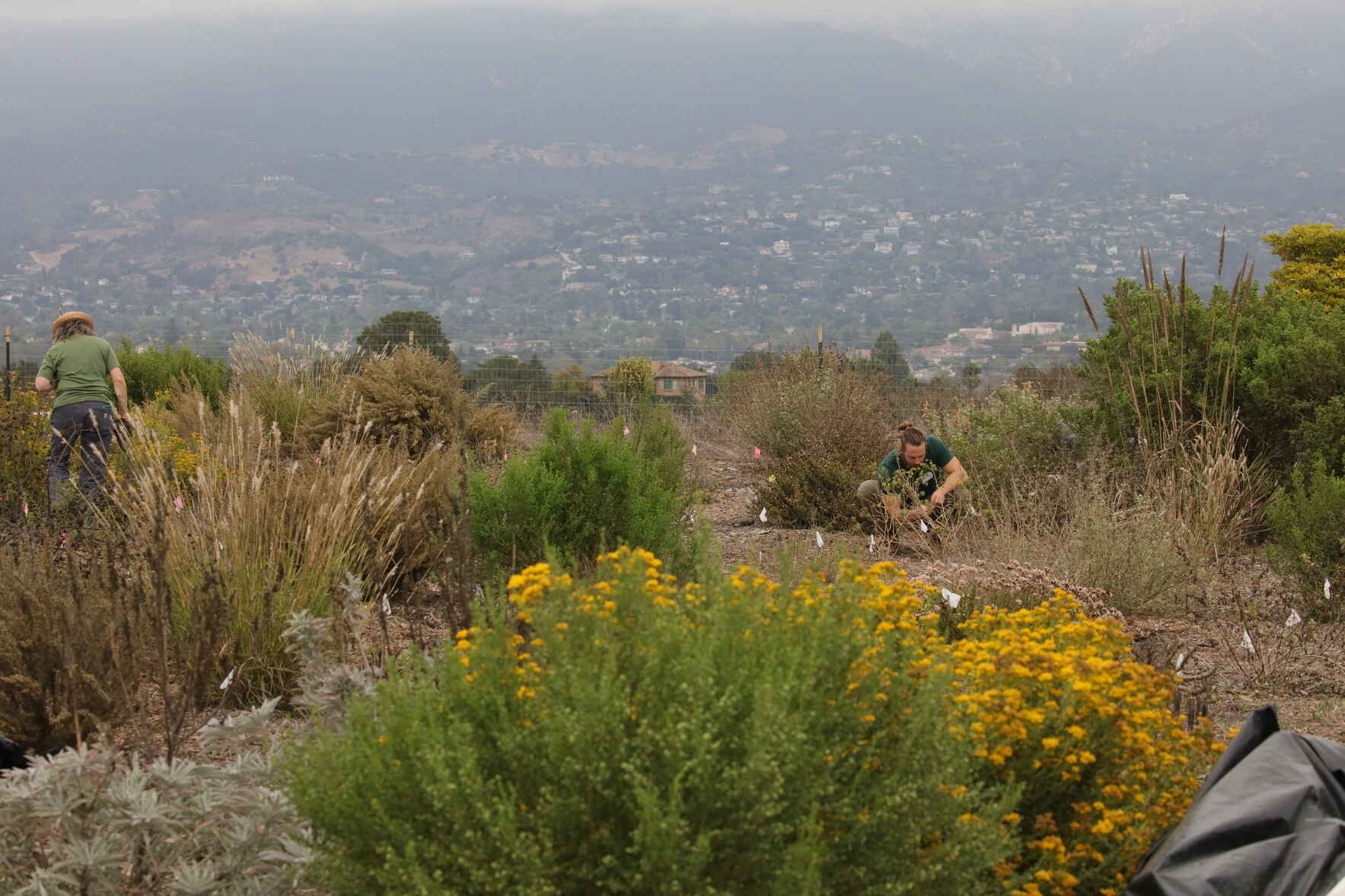 Mulching & Weeding at Elings Park image