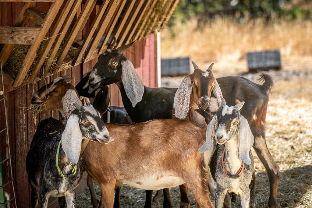 Sanctuary One Farm Tour September 19th  image