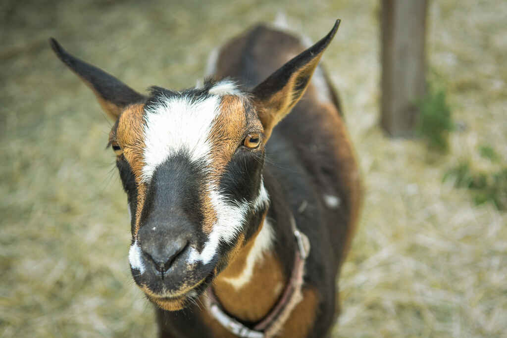 Sanctuary One Farm Tour August 22nd image
