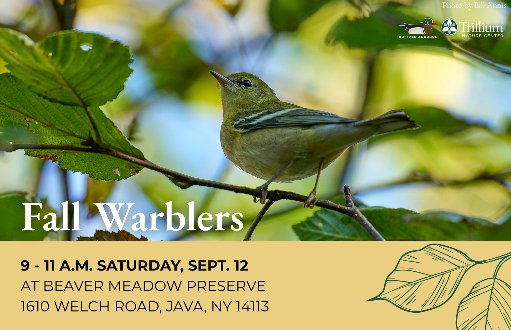 Fall Warblers image
