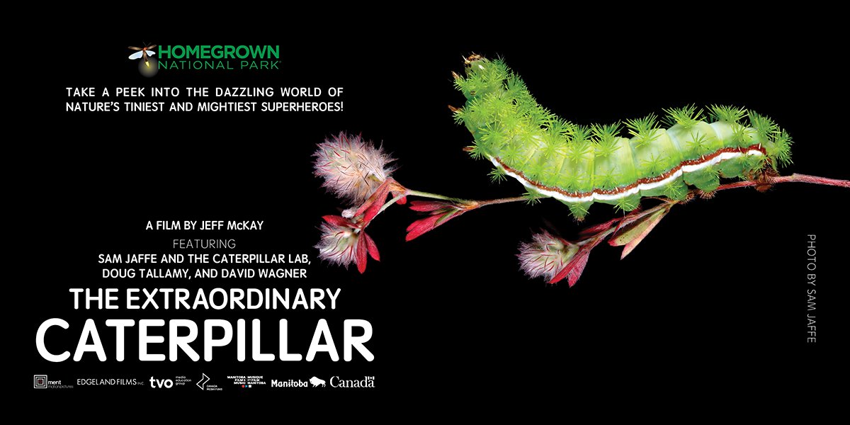 The Extraordinary Caterpillar Screening image