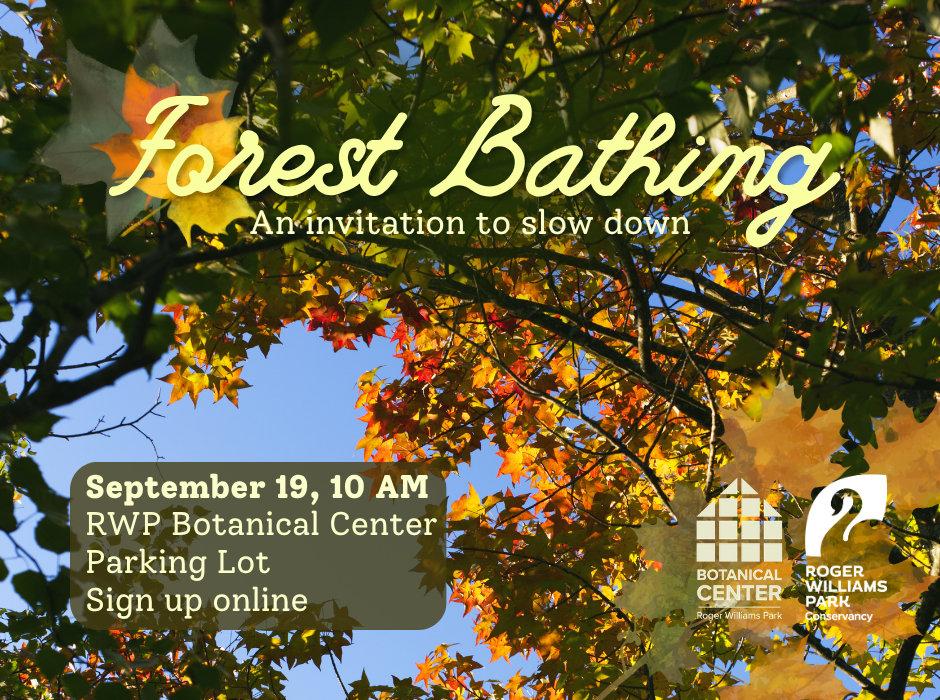 Forest Bathing (Shinrin Yoku) image