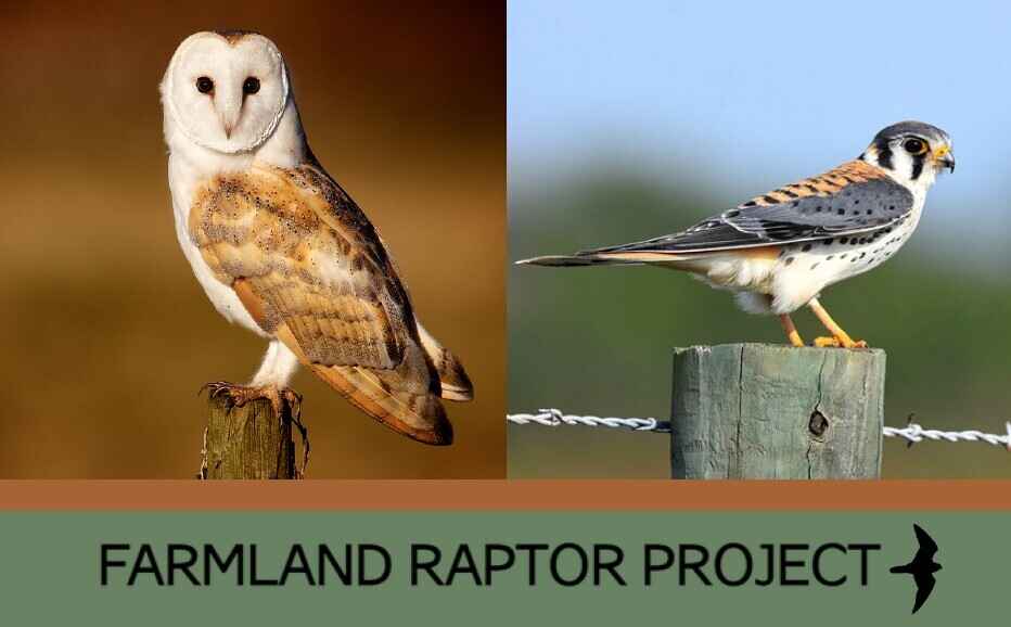 Let's learn about East Tennessee's Farmland Raptors & meet a live raptor! (Sullivan County, TN) image