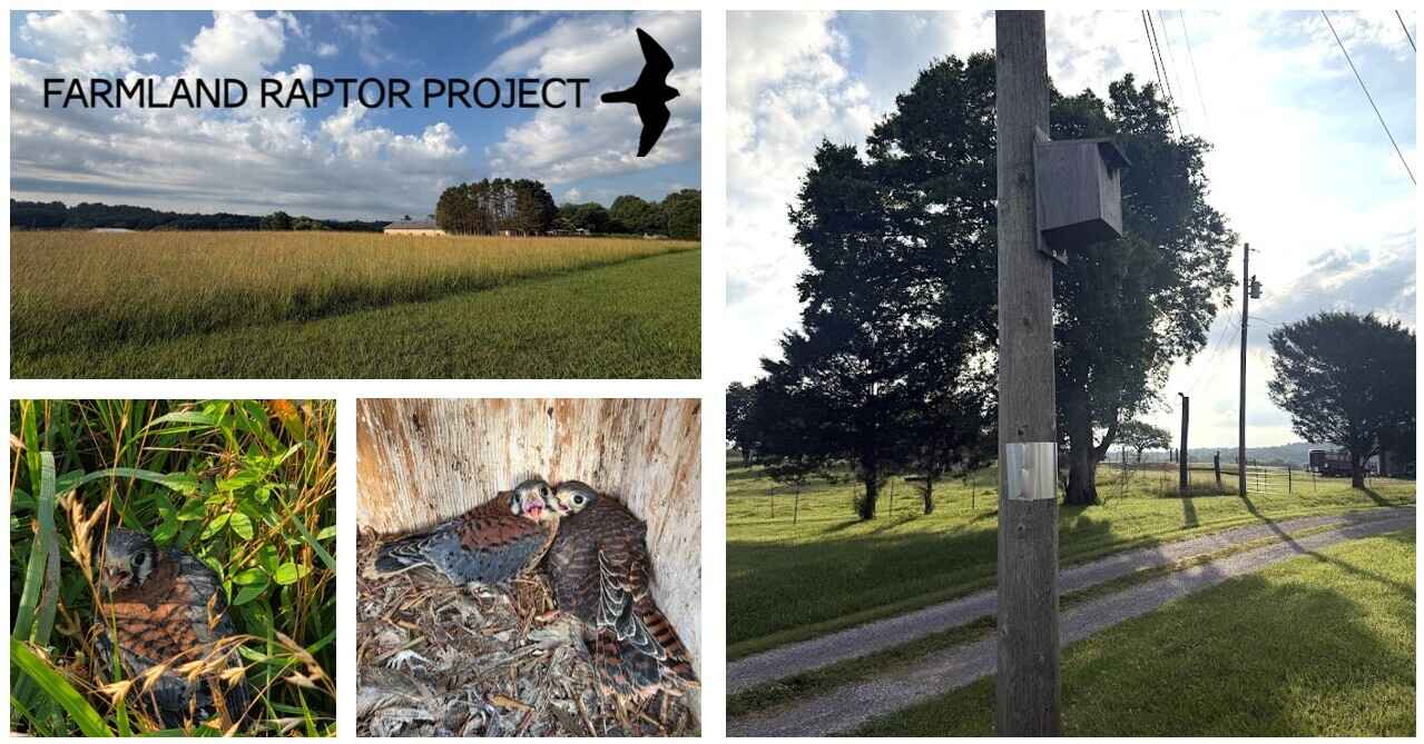 Join us for a Farmland Raptor Project Workshop in Blountville, TN! (Sunday, Oct. 25, 2026) image