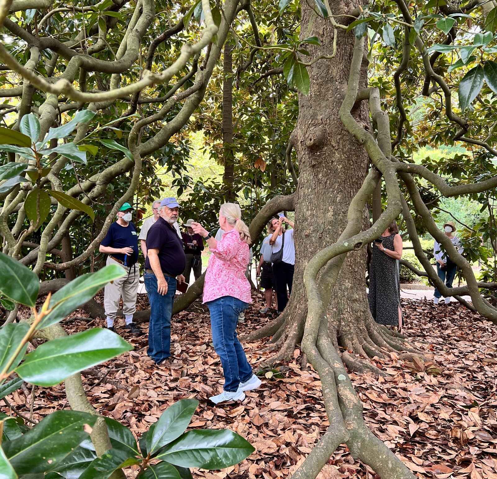 Central Virginia Beach Notable Tree Tour image