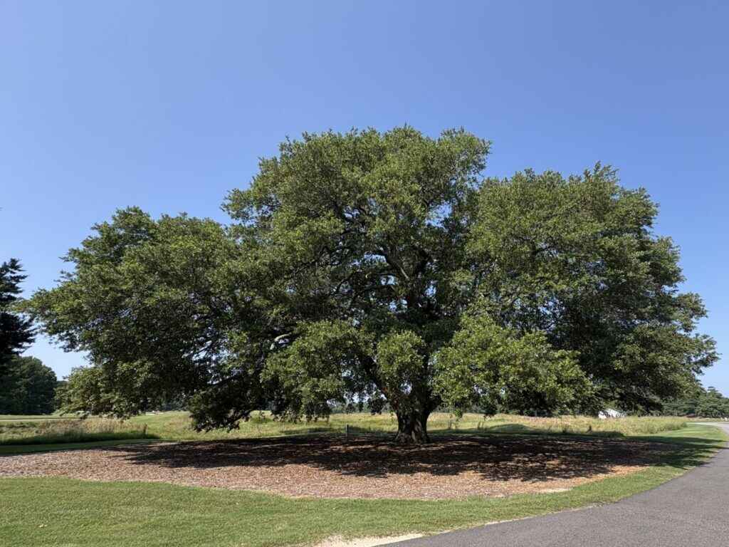 Southern Virginia Beach Notable Tree Tour image