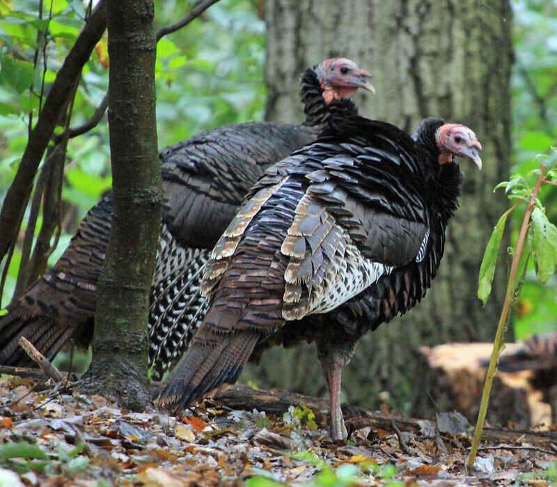 Talk Turkey To Me Webinar image