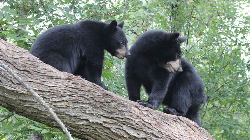 All About Bears Webinar image
