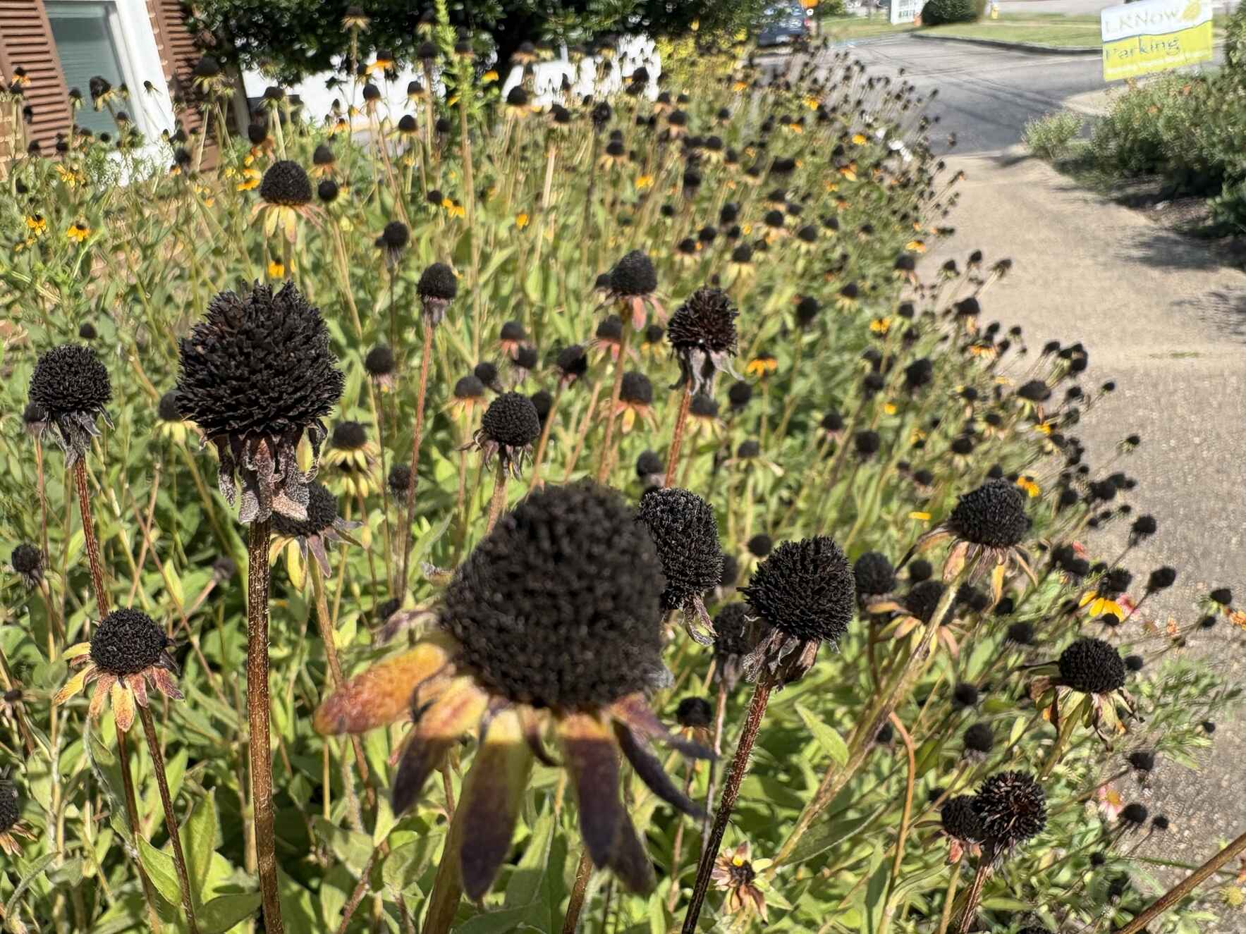 Native Garden Seed Savers image