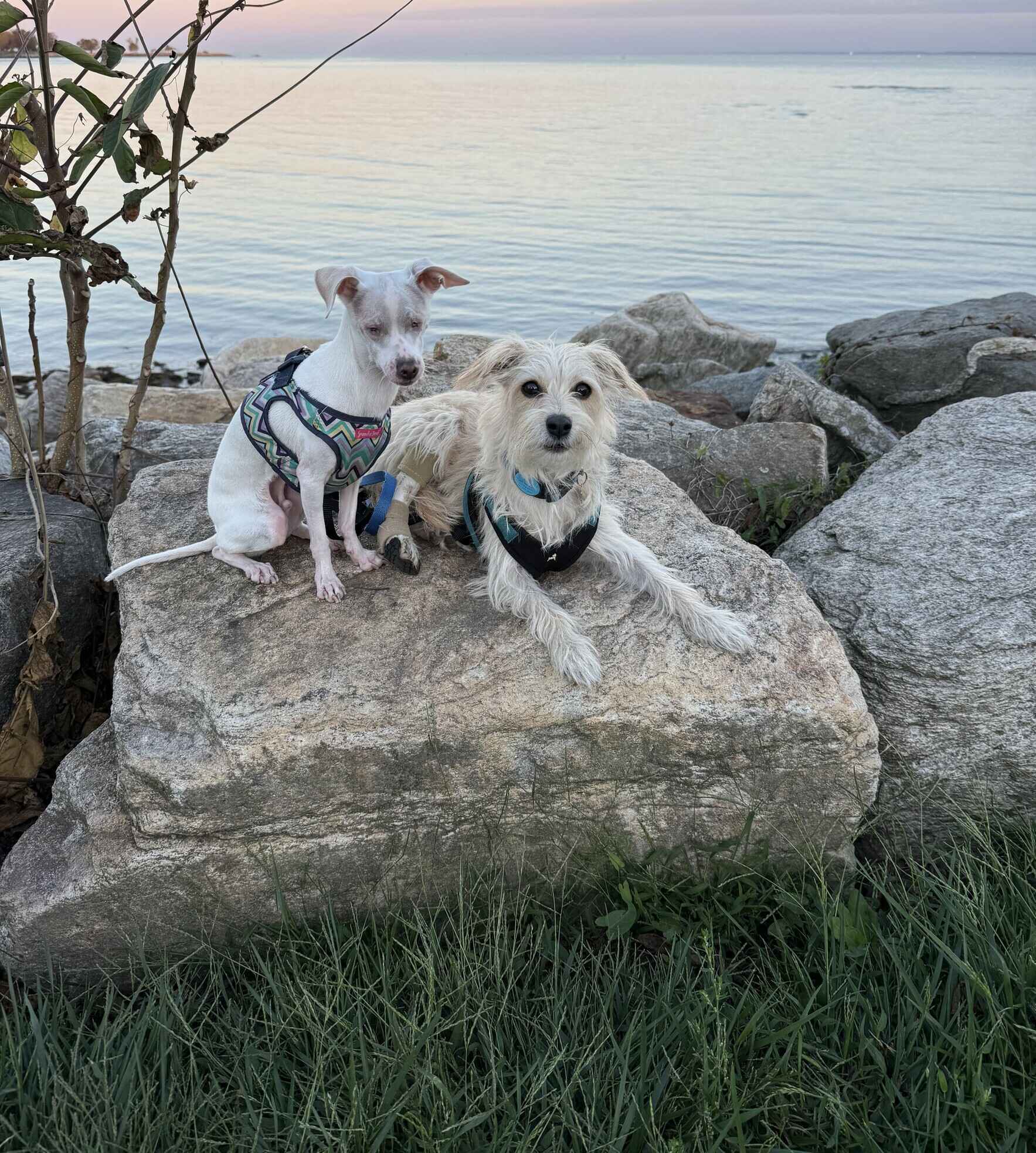 Georgie's and Lucy's Zoom Bday Party! with Webinar: When's the Right Time to Add the Right Dog? image