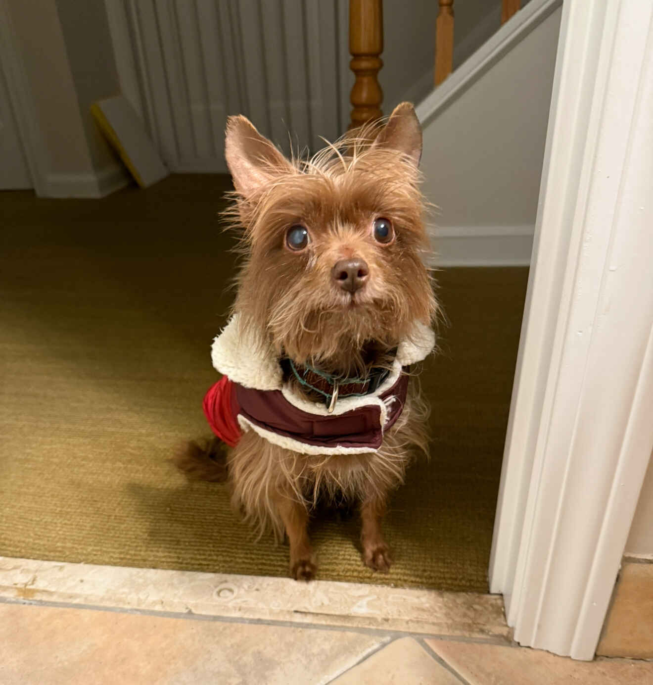 Zoey's 12th Zoom Bday Party with Webinar: Helping Your Dog Adjust to Vision and Hearing Loss image