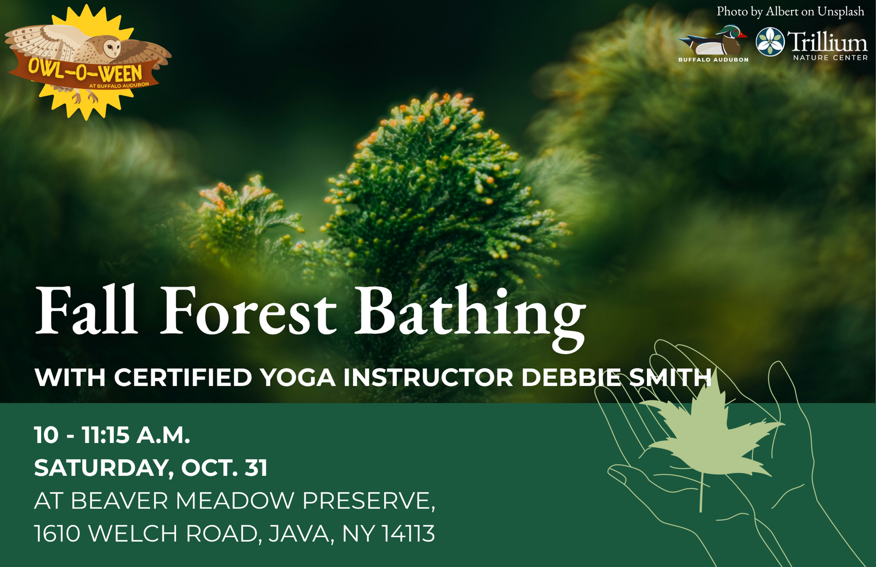 Fall Forest Bathing image