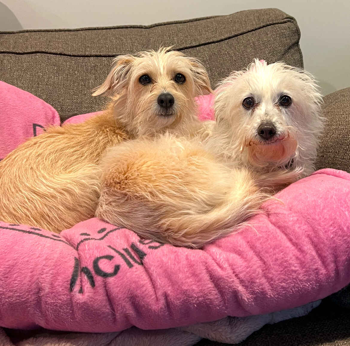 Annie's 15th Zoom Bday Party with Webinar: Navigating the Emotional and Physical Demands of Senior Pet Care image