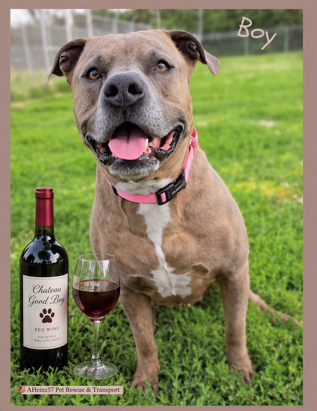 Mutts N' Merlot Bingo image