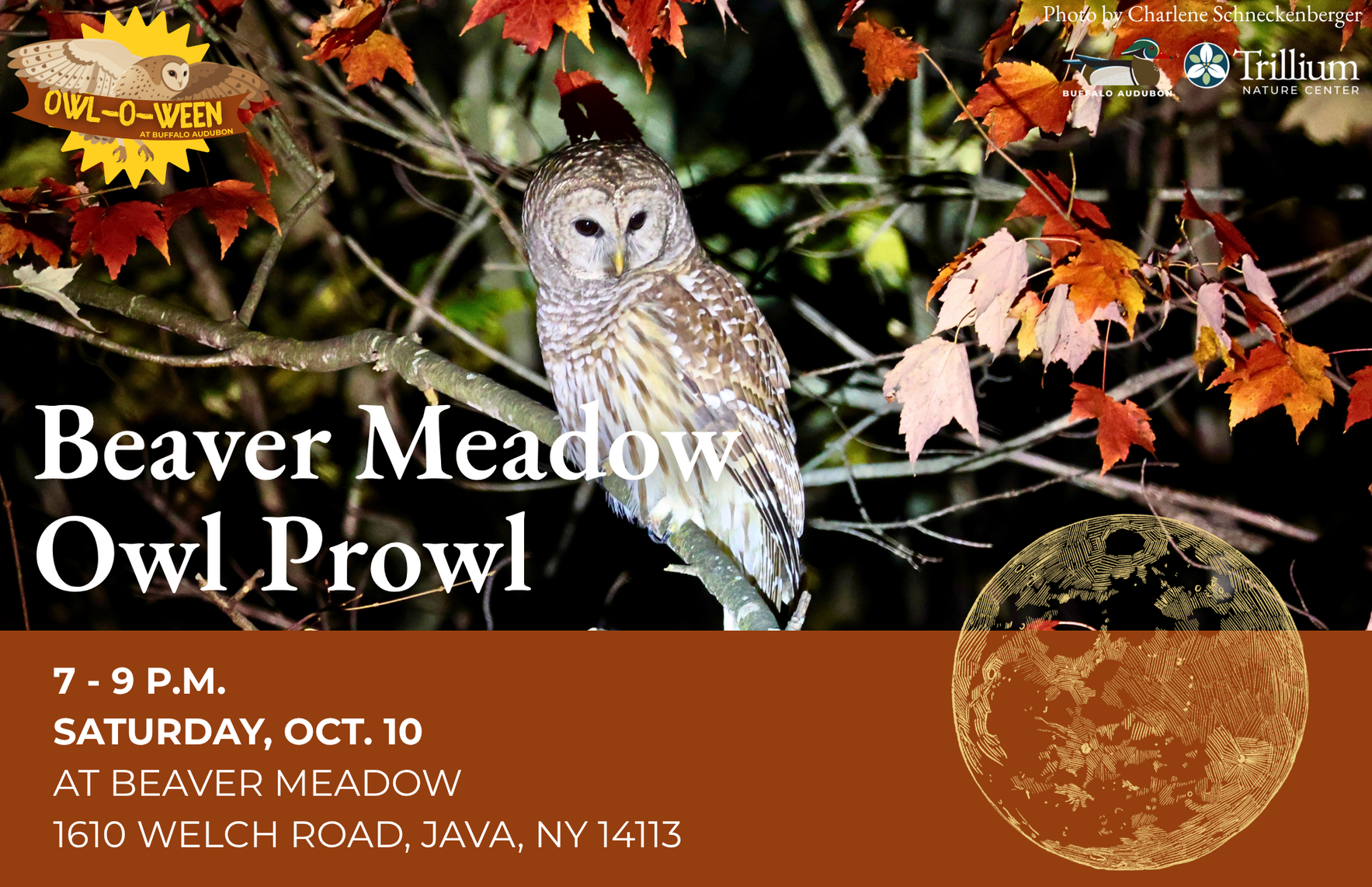 Beaver Meadow Owl Prowl image