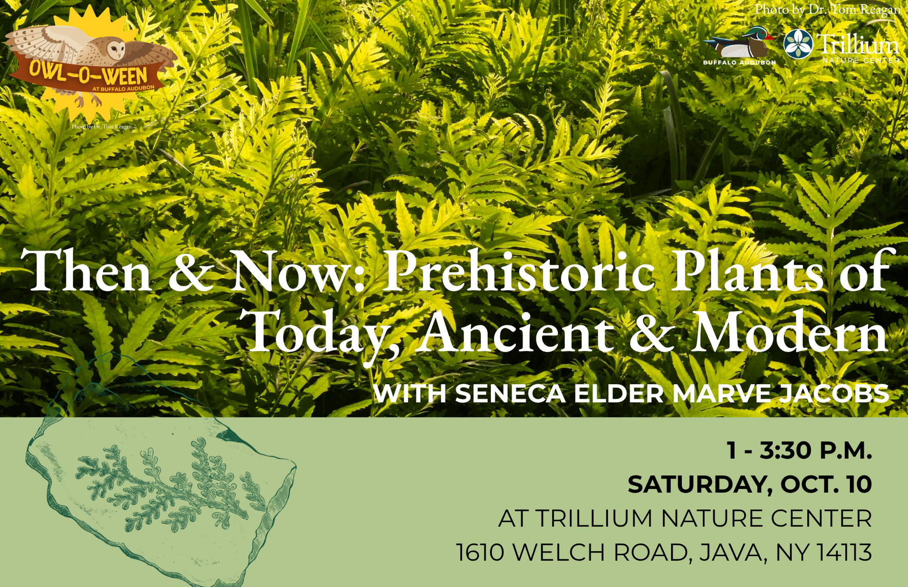 Then and Now: Prehistoric Plants, Ancient and Modern image