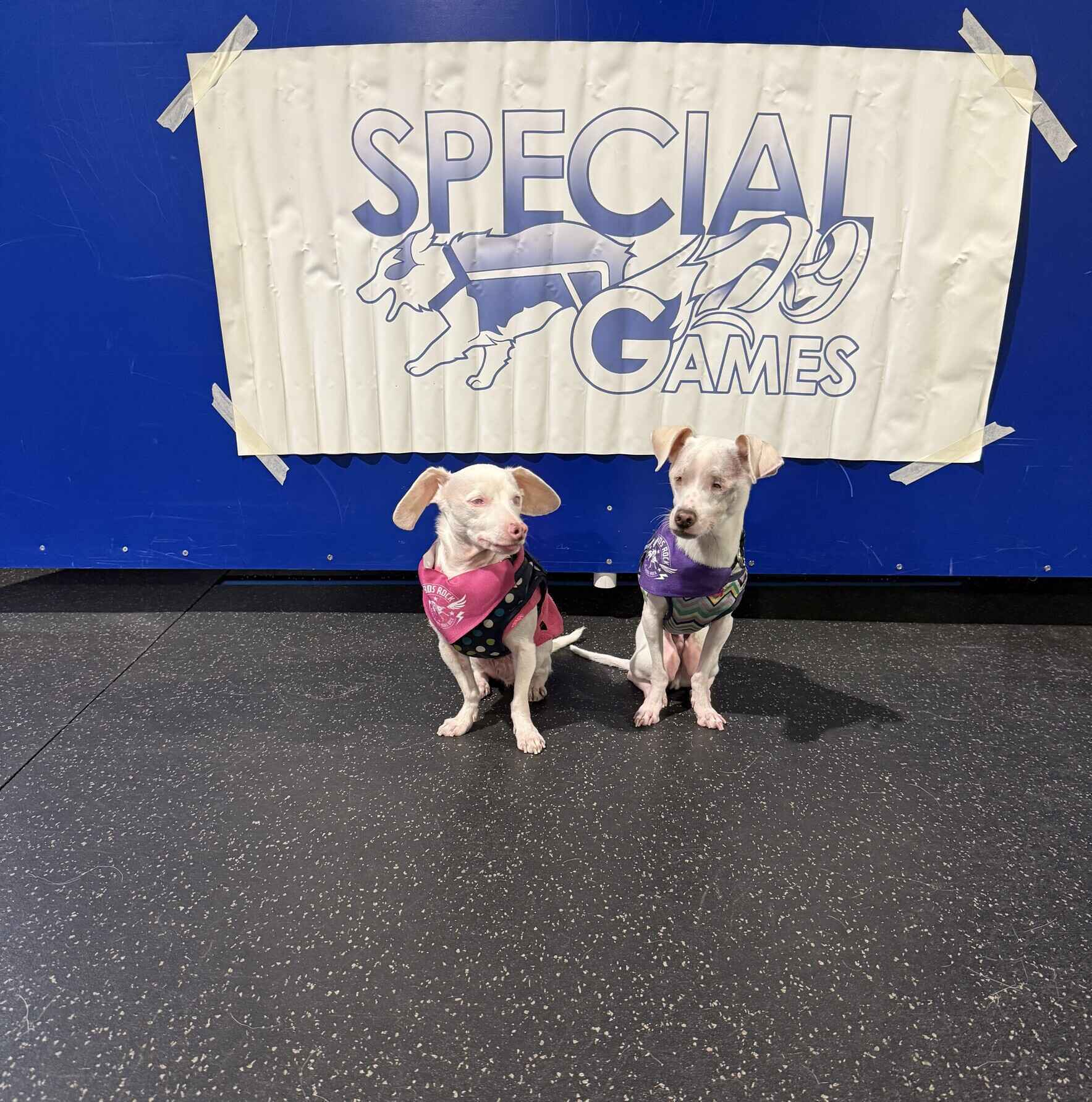 Come Meet Piglet and Georgie in Columbus, Ohio! image