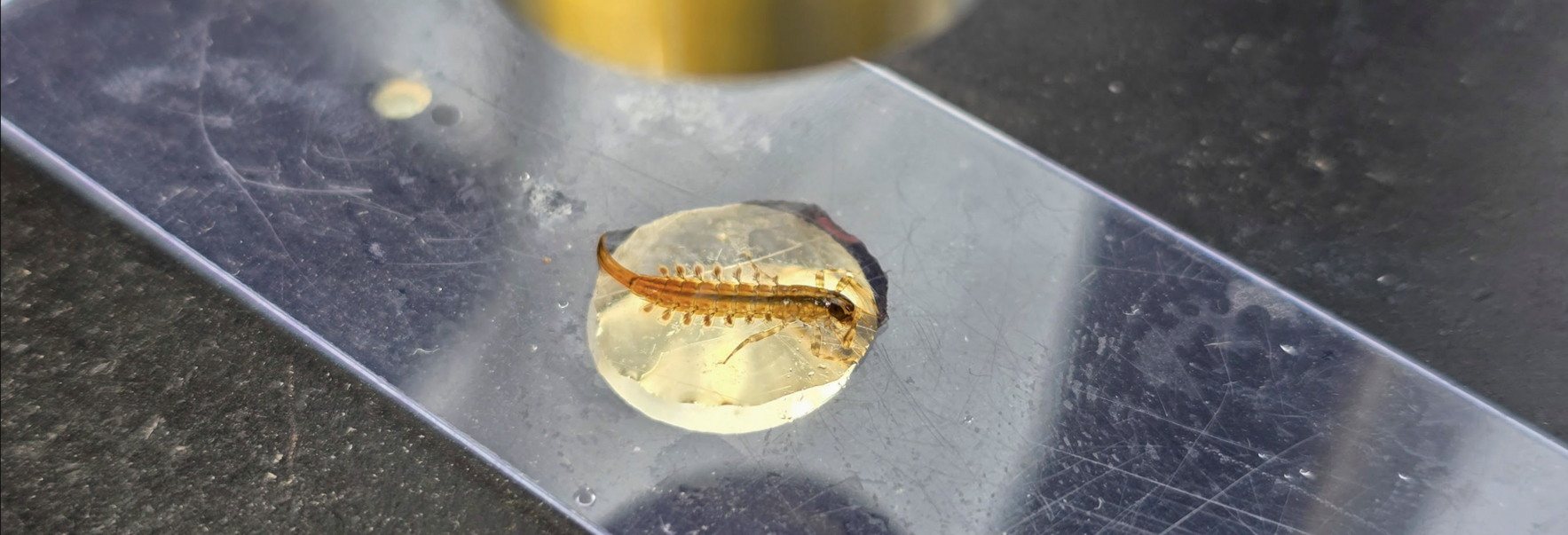 October Benthic Macro Invertebrate Monitoring 2026 image
