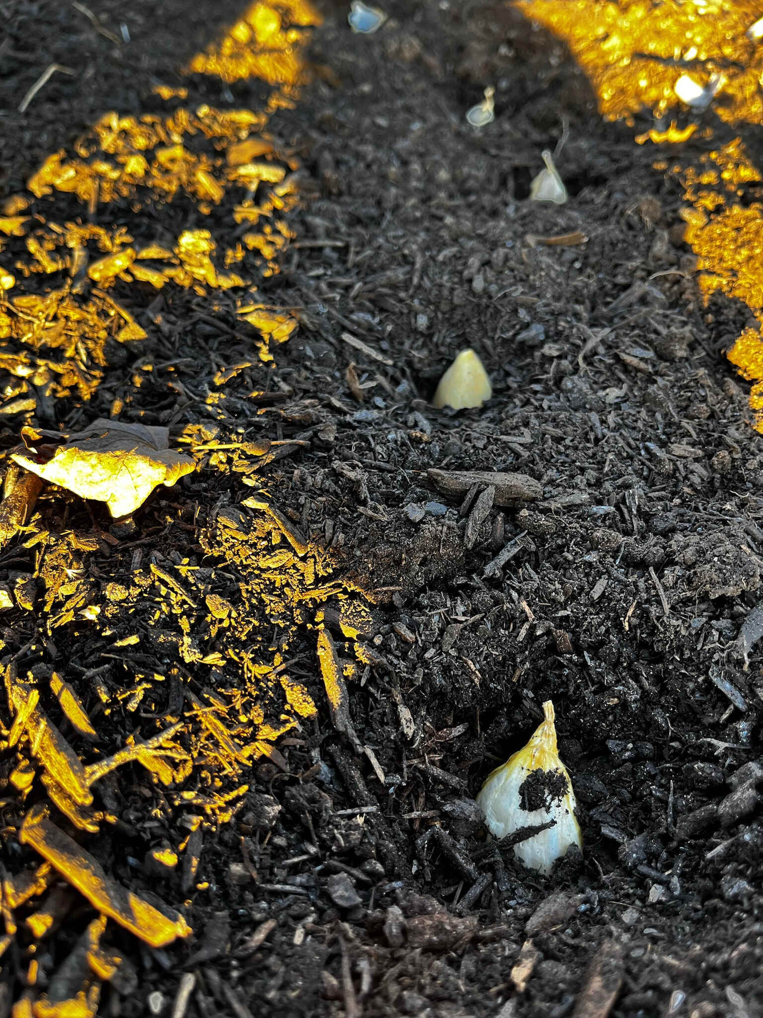 Fall Planting and Seed Saving image