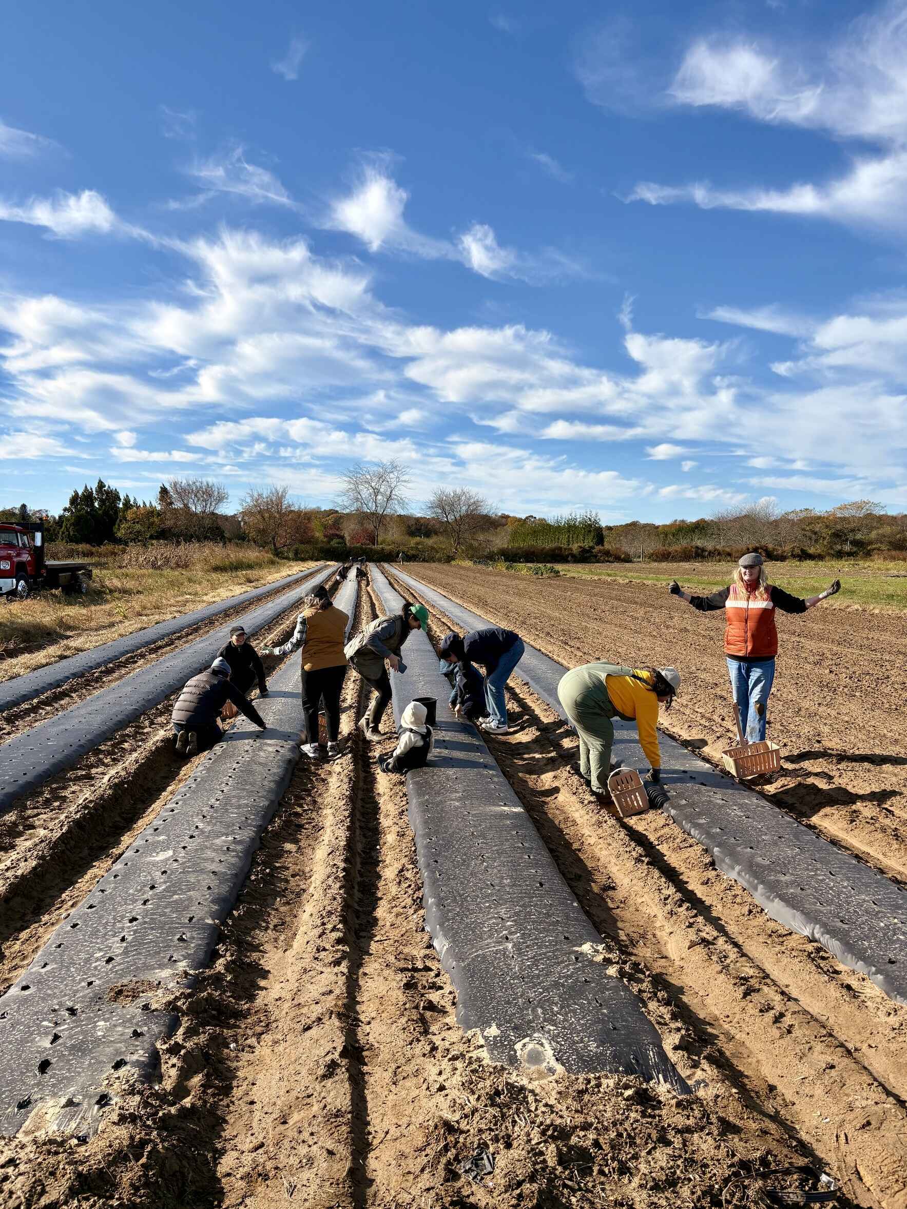 Garlic Planting 2026 image