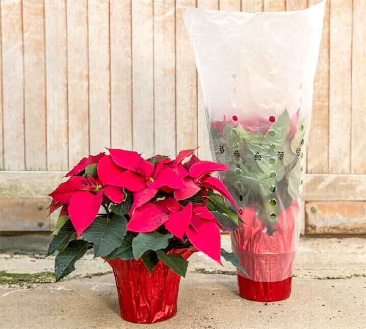 2026 Reach Poinsettia Sale image