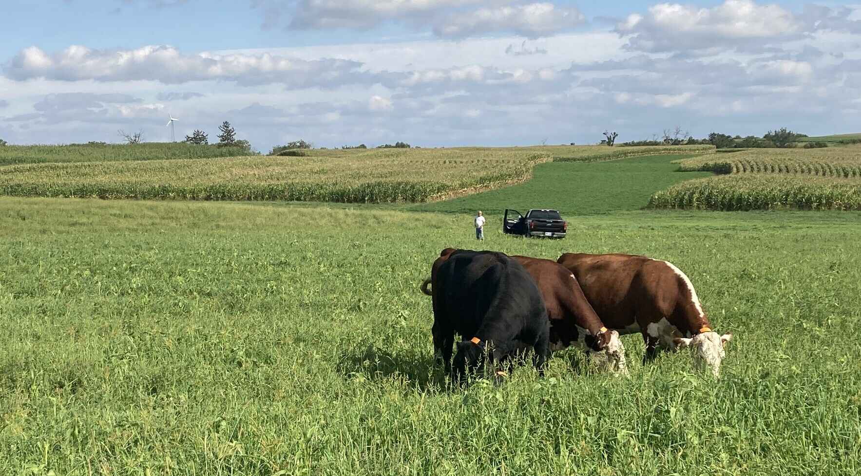 Cover Crops + Collars: Expanding Your Grazing Potential image