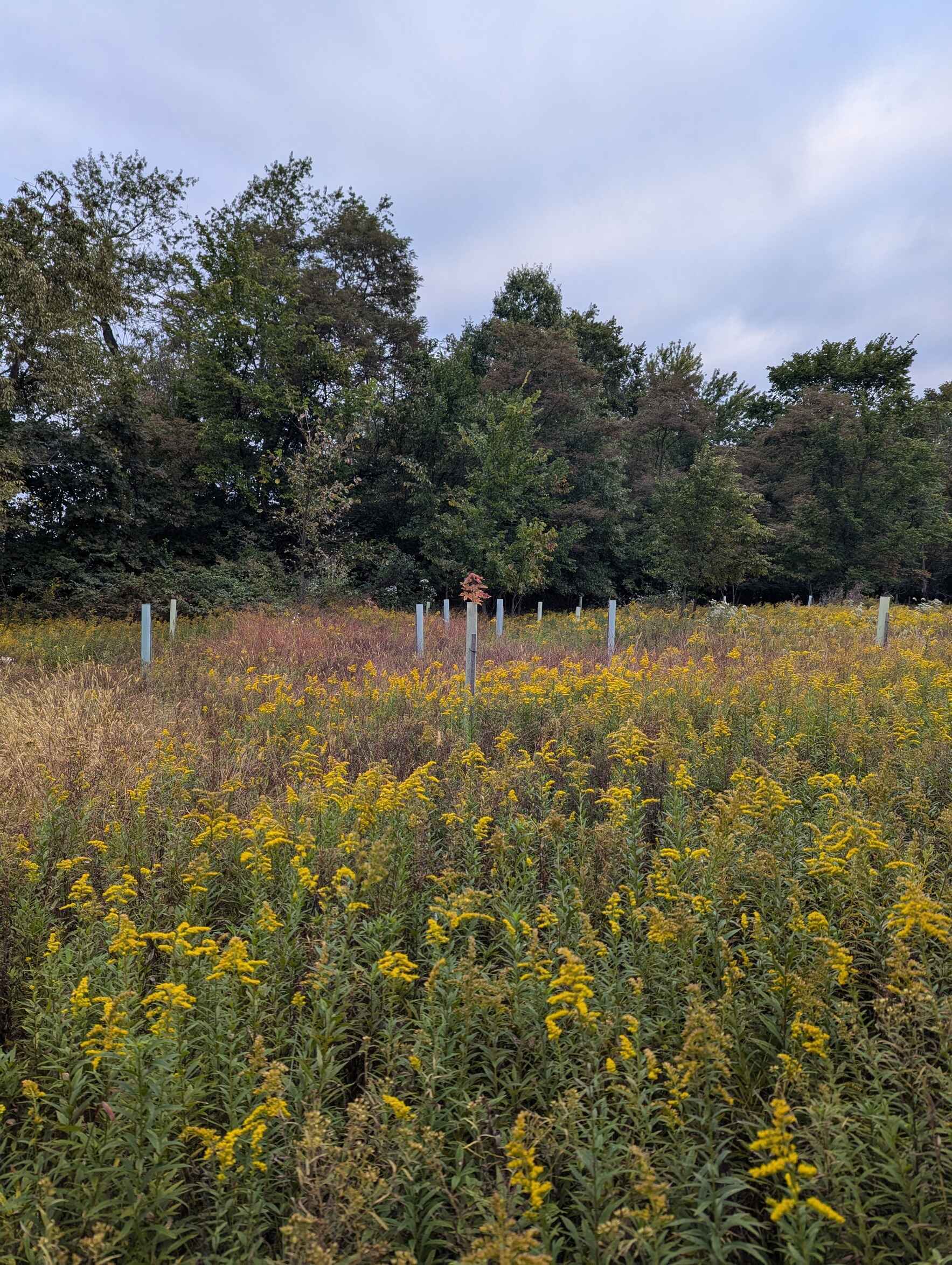 Girty's Woods- Tree Planting image