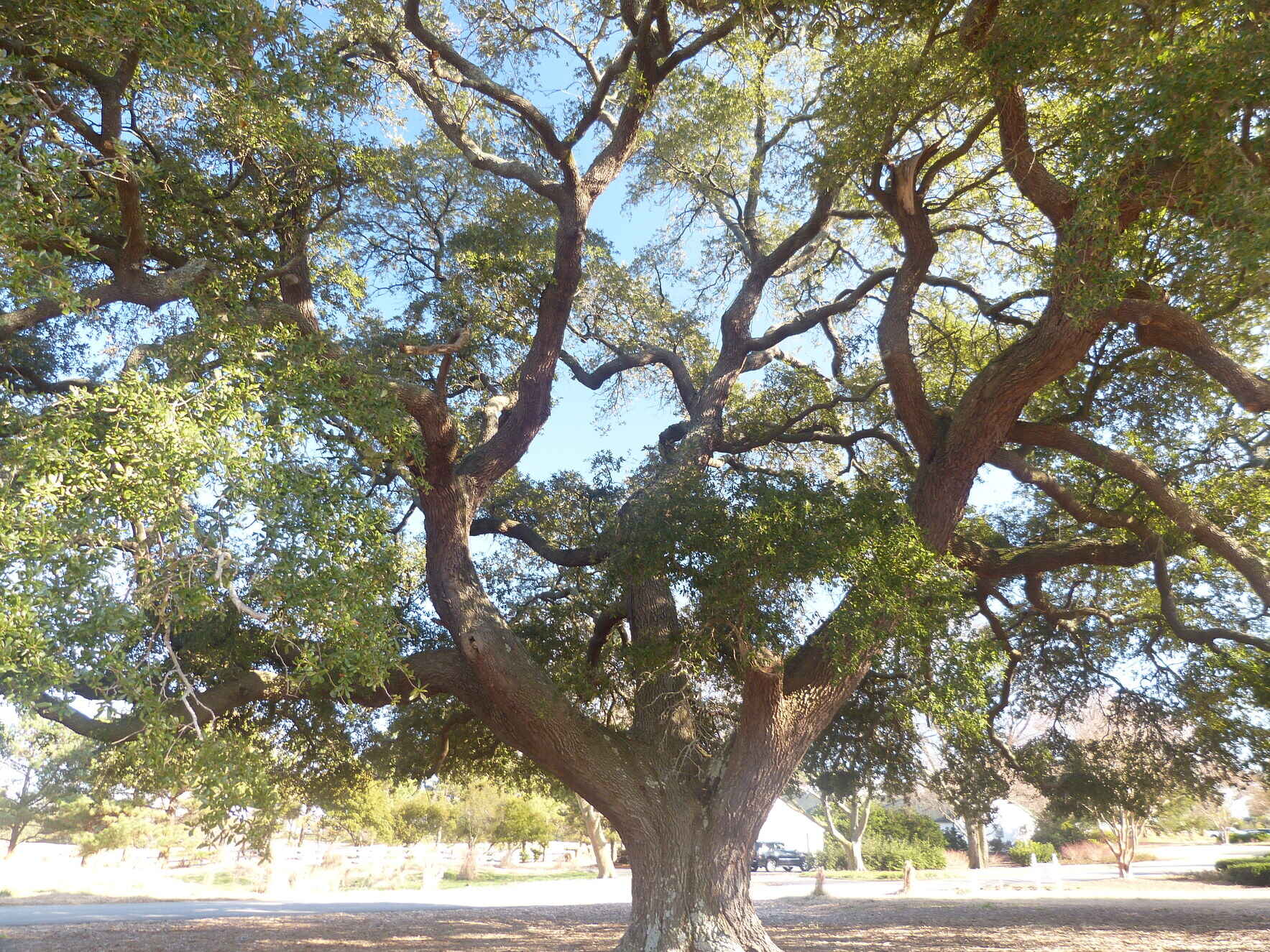 New Date: Southern Virginia Beach Notable Tree Tour image