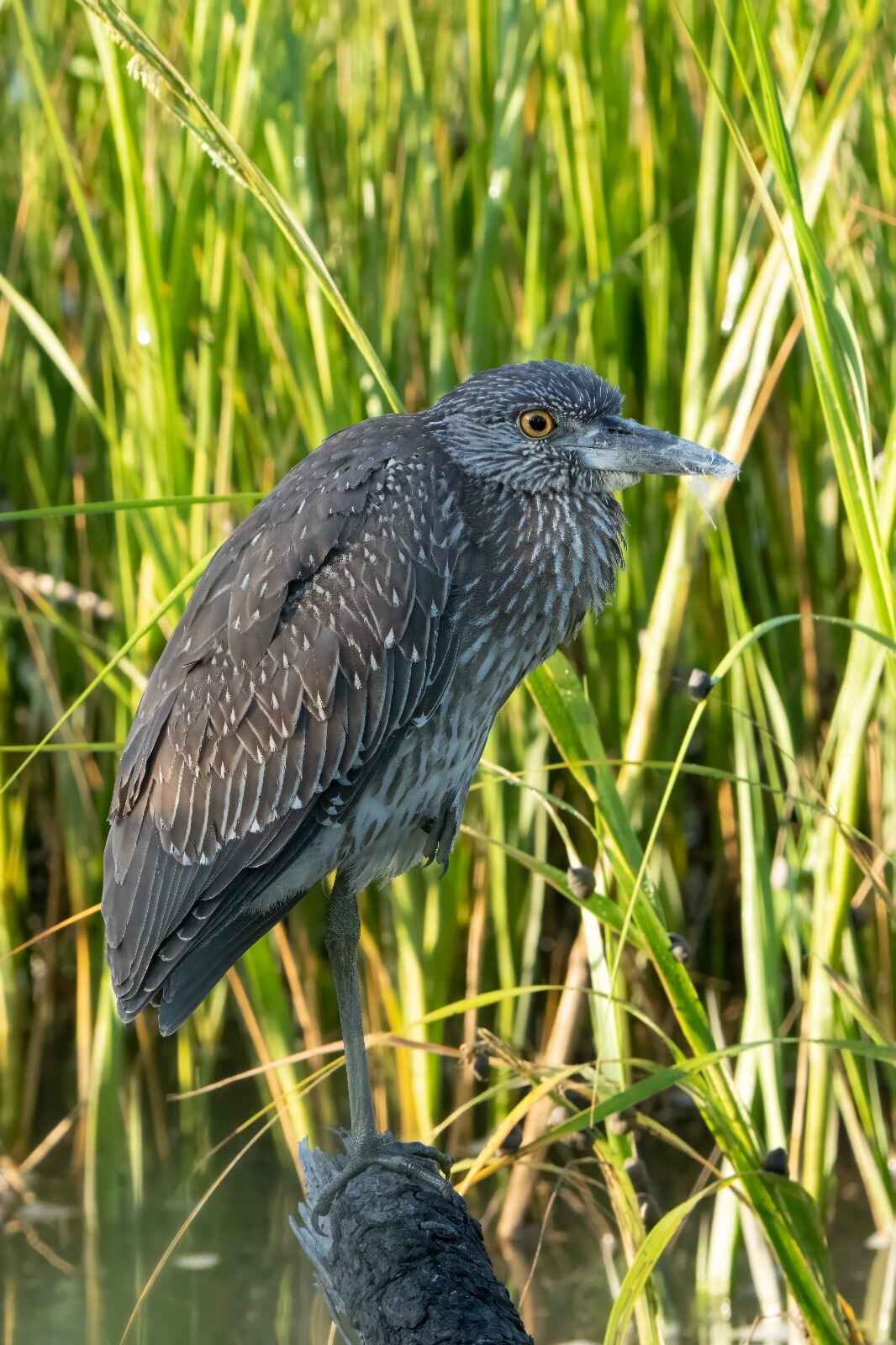 November Bird Walk image