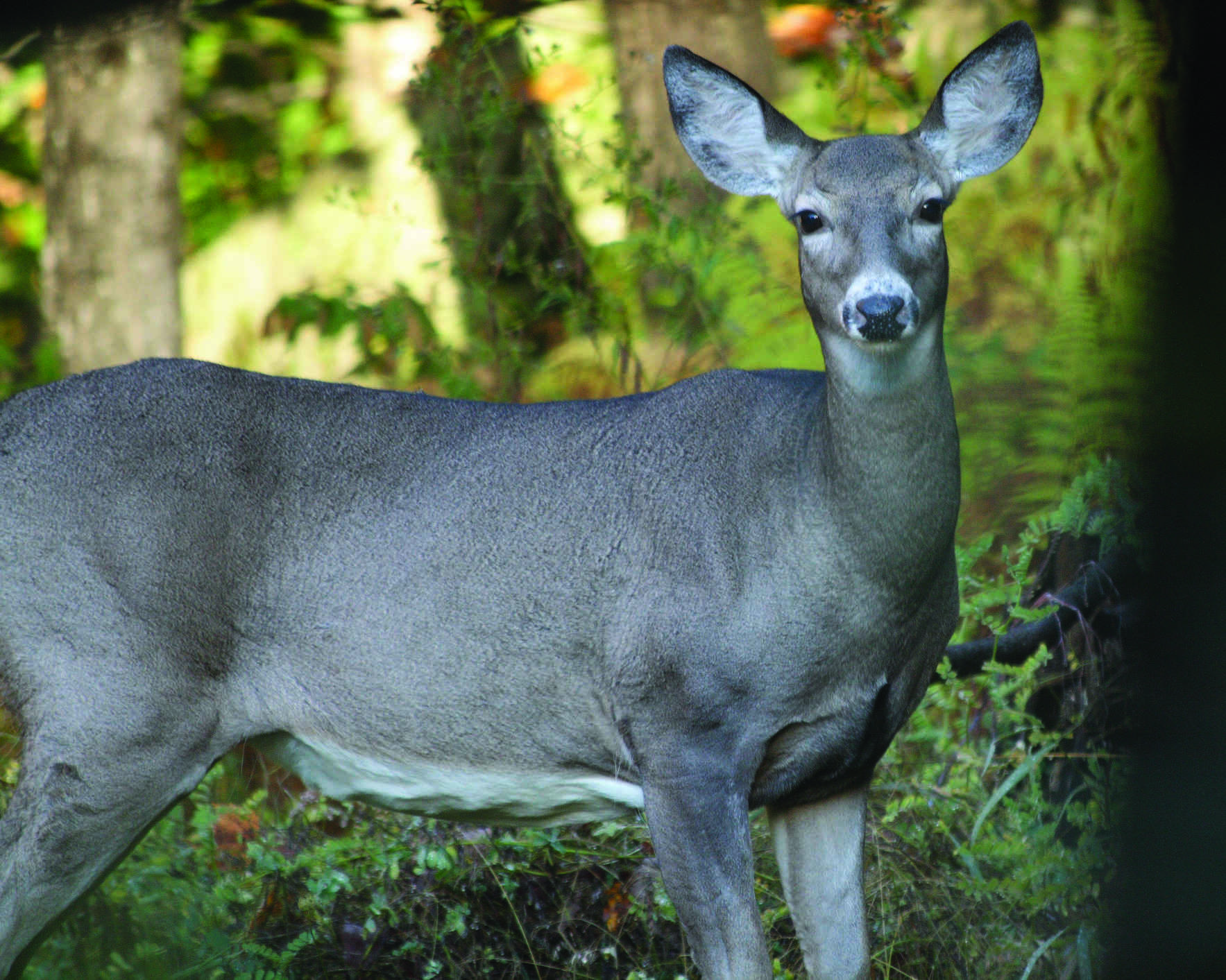 Vermont Land Trust Deer in Our Woods When are there too many?