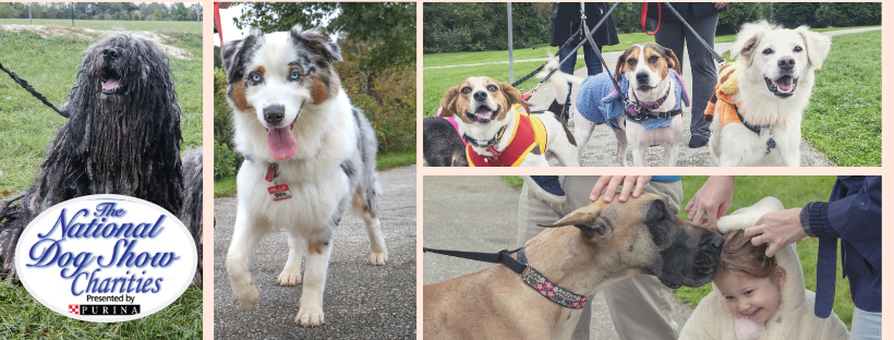 National Dog Show Charity Walk image