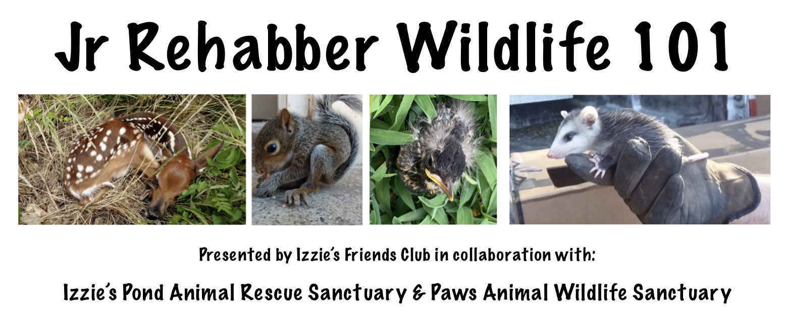 Jr Rehabber Wildlife 101 image