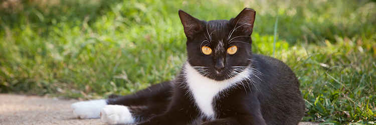 Feline Frenzy March 22nd image