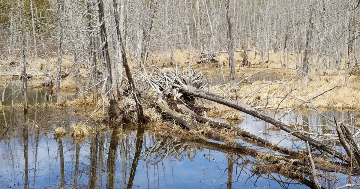 Vermont Land Trust Exploring Wetlands, from Lakeshore to Summit