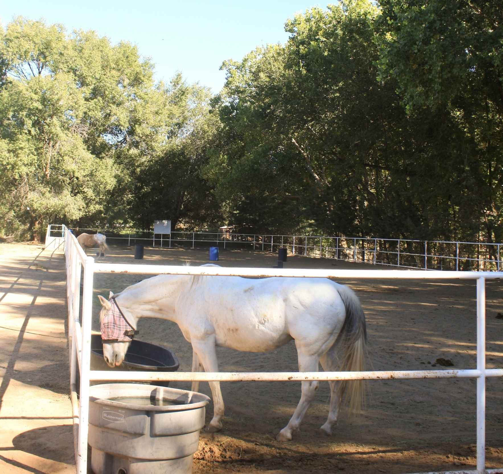 Mandy's Farm Kentucky Derby Party  image