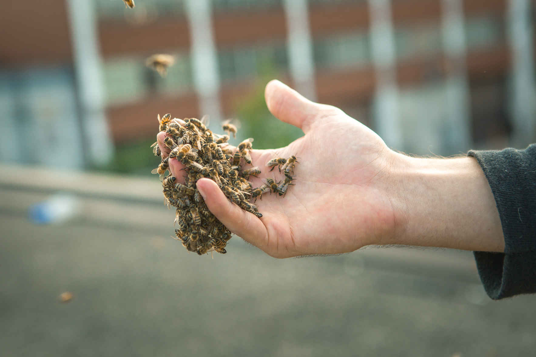 Online Education: Discover the World of Bees image