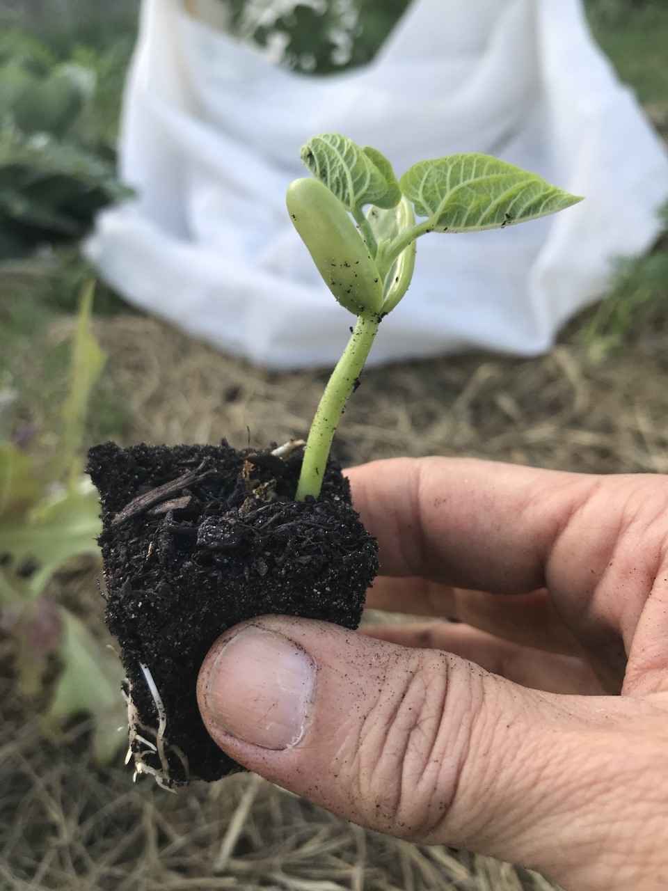 Climate Change - Sprouting Seeds of Hope image
