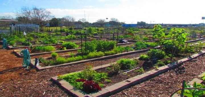 Urban Harvest- Starting a School or Community Garden Info Session image