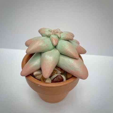 Clay Succulent - Art Kit image