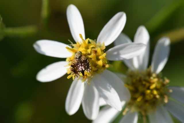Meadows Abloom: Fall Wildflowers and Their Pollinators image